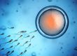 sperm
